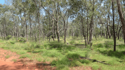 Pennington’s NSW
