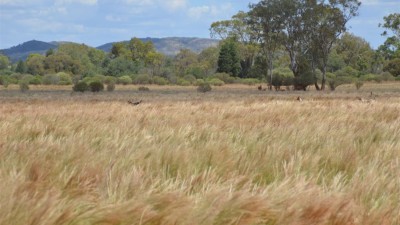 Shuttleton NSW