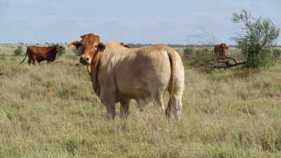 Dotswood QLD