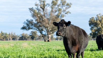Glenorie & Dorset NSW