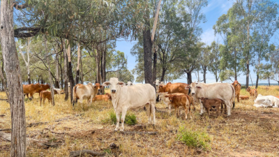 Durack QLD