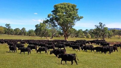 Lucella NSW
