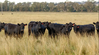 Albertina NSW