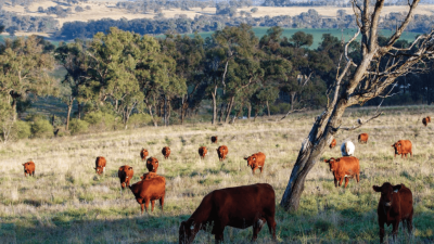 Bambi NSW