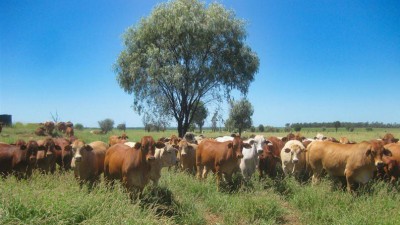 Dalmally QLD