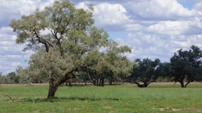 Gundabooka NSW