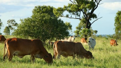 Jimarndy Aggregation QLD