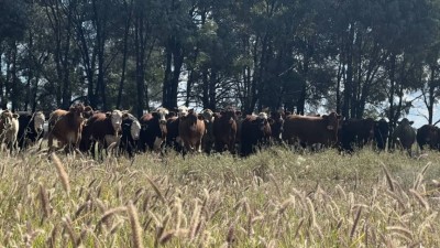 Moorlands QLD
