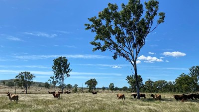 Alarm Creek QLD