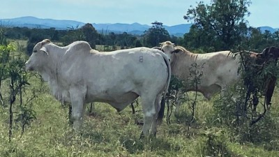 Amberkolly Station QLD