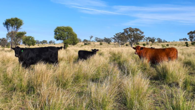 Lisgar QLD