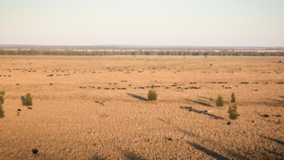 Moolan Downs Aggregation QLD