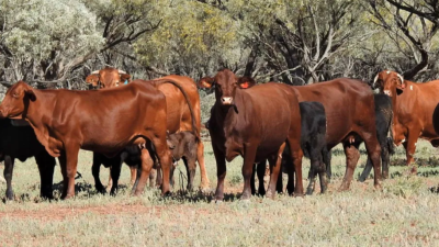 Hayfield QLD