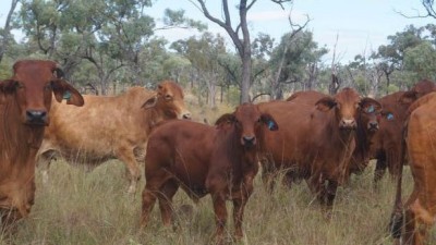Camel Creek Station QLD