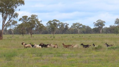 Booroomugga NSW