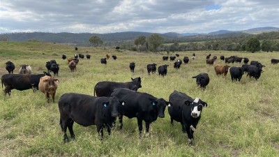 Emu Hills QLD