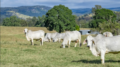 Warrawee QLD