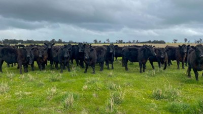 Dalriado NSW