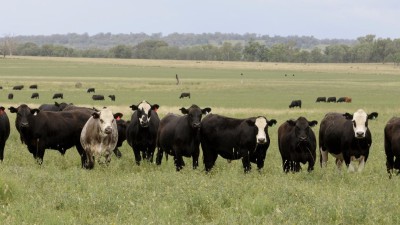 Plumthorpe Aggregation NSW