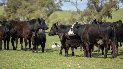 Punari & Oakbank SA