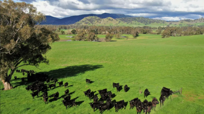 Quidong NSW