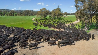 Allanvale VIC