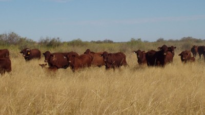 Durrie Station QLD