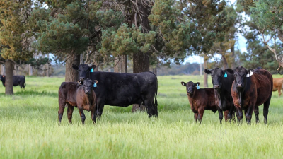 Glenfyne Farms NSW