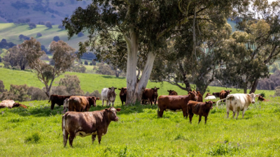 Wandeen NSW