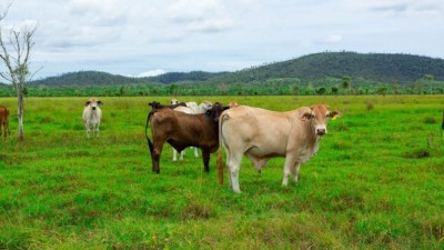 Mondover QLD