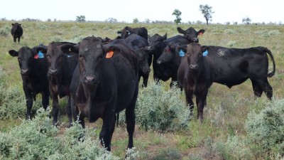 Willawillingbah NSW