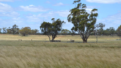 Wyoming Station NSW