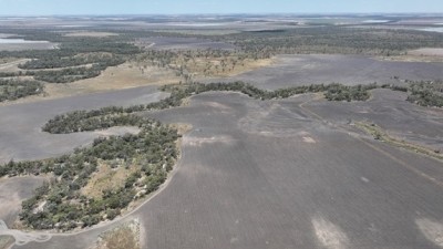 Boronga NSW