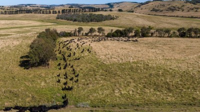 Calala NSW