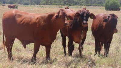 Tabooba QLD