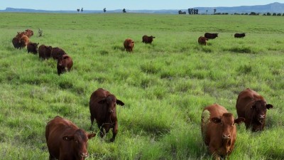 Wyseby QLD