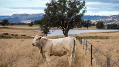 Belfield & Riverstone NSW