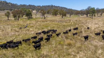 Lindon NSW