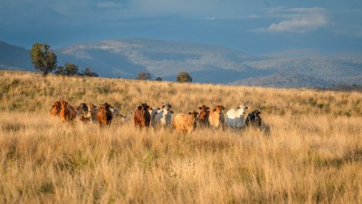 Meldon Park NSW