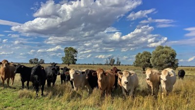 Pippinford QLD