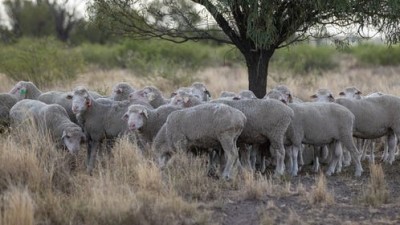 Welbon NSW