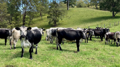 Arrowdell NSW