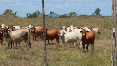 Cedar Vale QLD