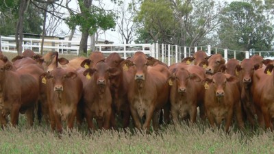 Fletchers Awl QLD