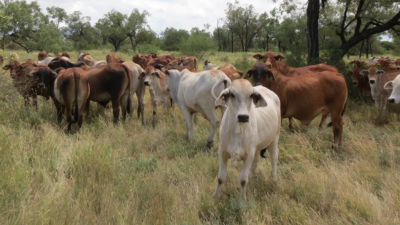 Jireena QLD