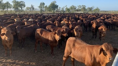 Slogan Downs QLD