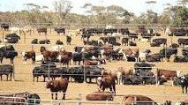 Tungali Feedlot SA