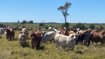Allambie QLD