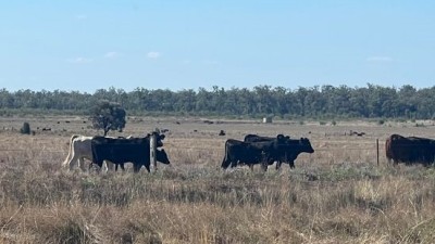 Burigala QLD
