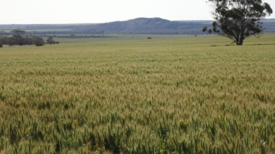 Coombrae Aggregation WA